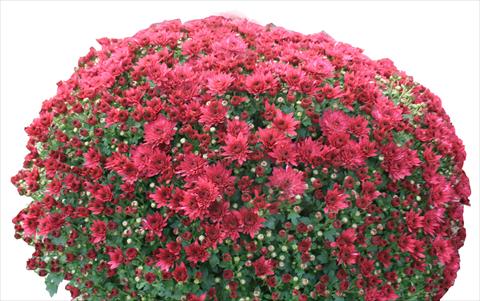 Photo de variété de fleurs à utiliser comme: Pot et Plante à massif Chrysanthemum Belgian Viola