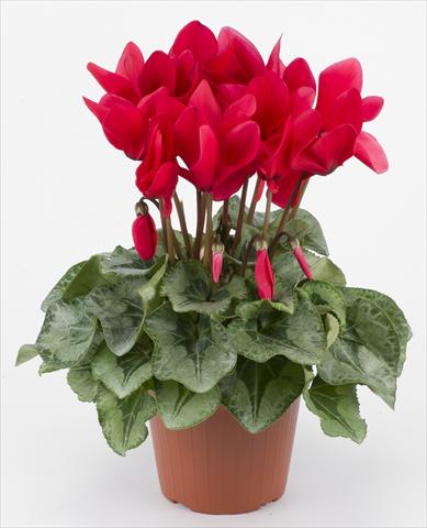 Photo de variété de fleurs à utiliser comme: Suspension / pot Cyclamen persicum Halios® F1 Rouge Decora