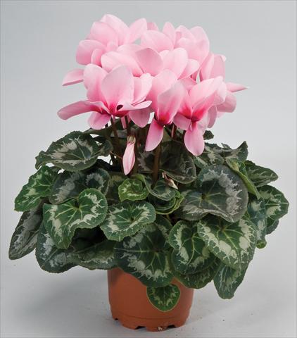 Photo de variété de fleurs à utiliser comme: Suspension / pot Cyclamen persicum Rainier™ F1 Light Pink with eye