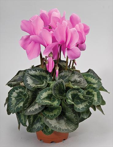 Photo de variété de fleurs à utiliser comme: Suspension / pot Cyclamen persicum Cyclamen persicum Rainier™ F1 Lilac