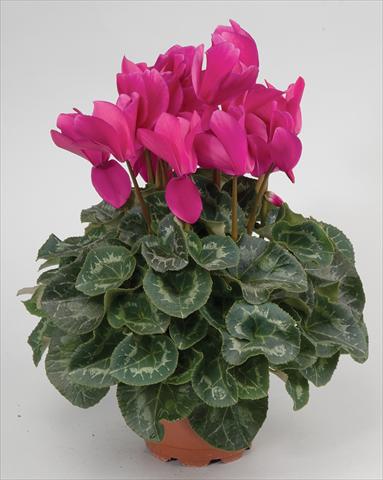 Photo de variété de fleurs à utiliser comme: Suspension / pot Cyclamen persicum Cyclamen persicum Rainier™ F1 Purple
