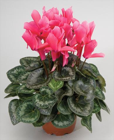 Photo de variété de fleurs à utiliser comme: Suspension / pot Cyclamen persicum Cyclamen persicum Rainier™ F1 Rose
