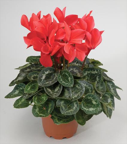 Photo de variété de fleurs à utiliser comme: Suspension / pot Cyclamen persicum Cyclamen persicum Rainier™ F1 Scarlet