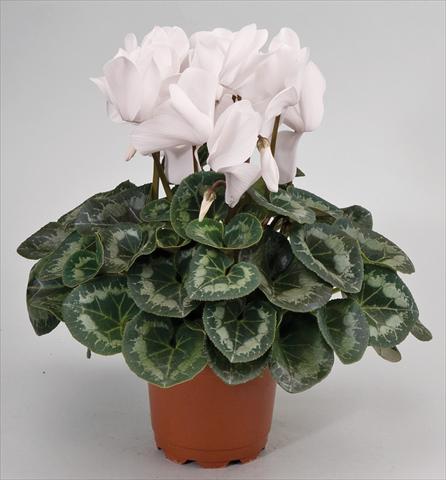 Photo de variété de fleurs à utiliser comme: Suspension / pot Cyclamen persicum Cyclamen persicum Rainier™ F1 White