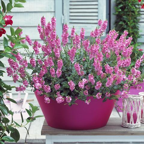 Photo de variété de fleurs à utiliser comme: Pot, patio, Suspension Diascia Sundiascia Blush Pink
