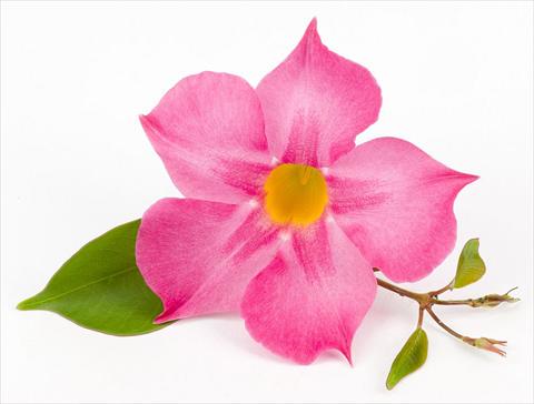 Photo de variété de fleurs à utiliser comme: Patio, pot Dipladenia (Mandevilla) Sundaville Rose Star