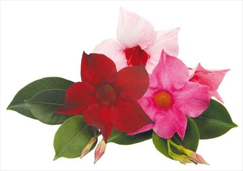 Photo de variété de fleurs à utiliser comme: Patio, pot Dipladenia (Mandevilla) Sundaville Smile