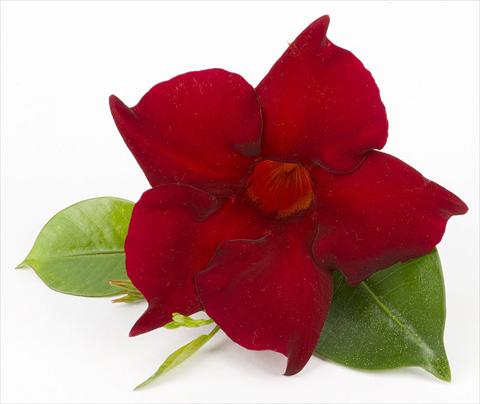 Photo de variété de fleurs à utiliser comme: Patio, pot Dipladenia (Mandevilla) Sundaville Super Dark Red