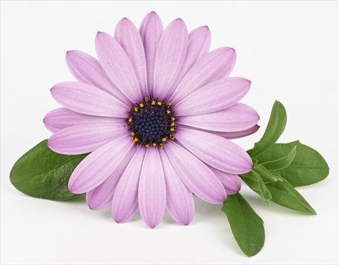 Photo de variété de fleurs à utiliser comme: Pot et Plante à massif Osteospermum Leonardo Lavender
