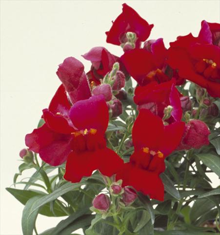 Photo de variété de fleurs à utiliser comme: Pot et Plante à massif Antirrhinum majus Floral Showers Crimson