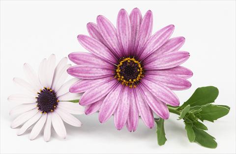 Photo de variété de fleurs à utiliser comme: Pot et Plante à massif Osteospermum Leonardo Pink Surprise