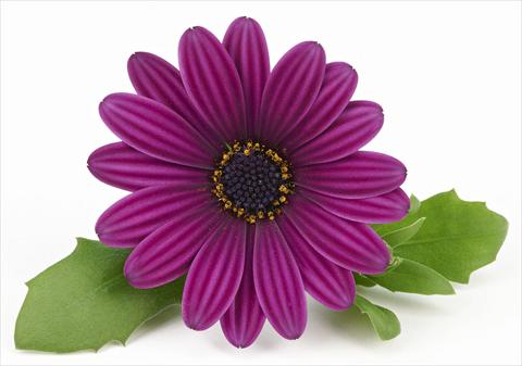 Photo de variété de fleurs à utiliser comme: Pot et Plante à massif Osteospermum Leonardo Purple Haze
