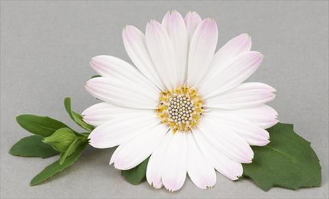 Photo de variété de fleurs à utiliser comme: Pot et Plante à massif Osteospermum Leonardo White Romance