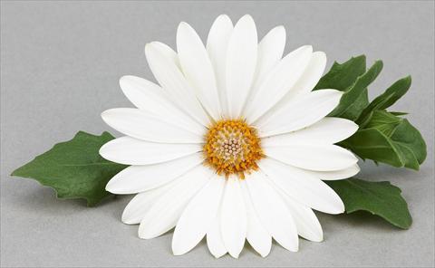 Photo de variété de fleurs à utiliser comme: Pot et Plante à massif Osteospermum Leonardo White