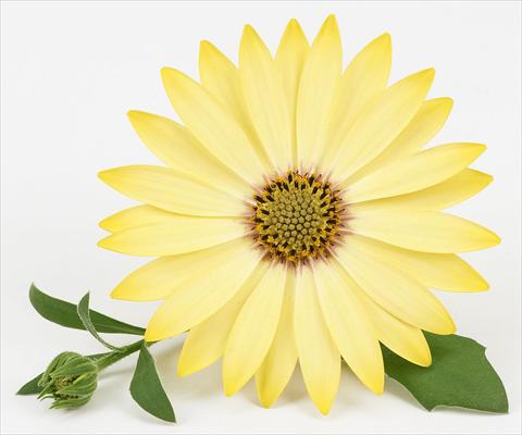 Photo de variété de fleurs à utiliser comme: Pot et Plante à massif Osteospermum Leonardo Yellow