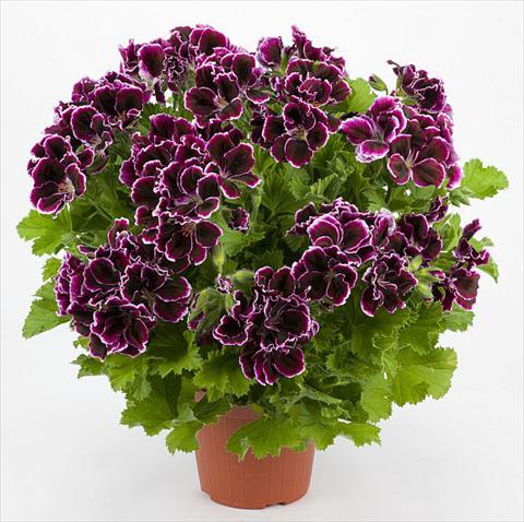 Photo de variété de fleurs à utiliser comme: Patio, pot Pelargonium grandiflorum Costa Barcellona Plum