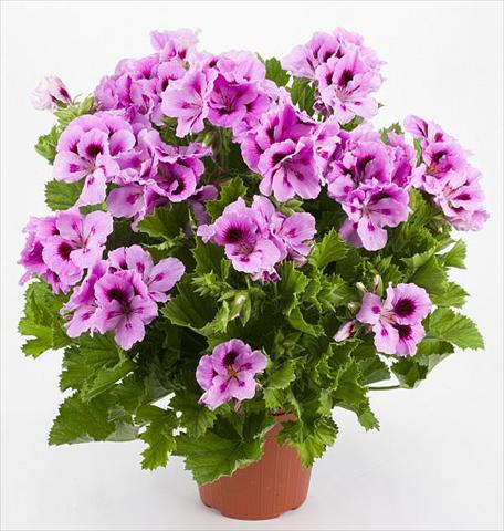 Photo de variété de fleurs à utiliser comme: Patio, pot Pelargonium grandiflorum Costa Barcellona Purple