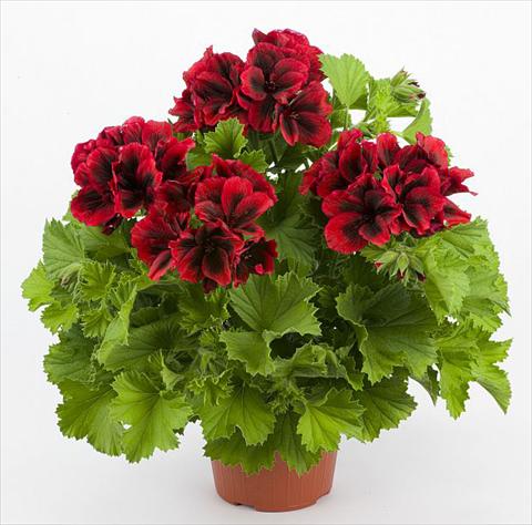 Photo de variété de fleurs à utiliser comme: Patio, pot Pelargonium grandiflorum Costa Barcellona Red