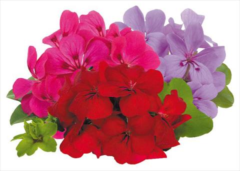 Photo de variété de fleurs à utiliser comme: Pot, patio, Suspension Pelargonium peltatum pac® Happy Face Money