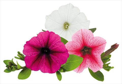 Photo de variété de fleurs à utiliser comme: Pot, Plante à massif, patio, Suspension Petunia Caleidos Pallino