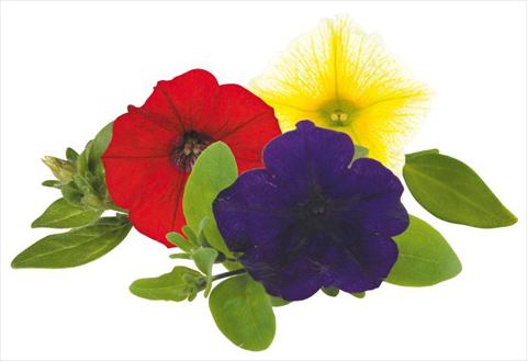 Photo de variété de fleurs à utiliser comme: Pot, Plante à massif, patio, Suspension Petunia Caleidos Pinko