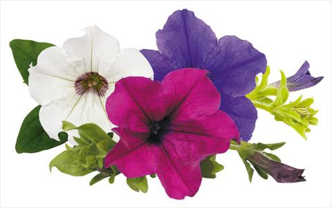 Photo de variété de fleurs à utiliser comme: Pot, Plante à massif, patio, Suspension Petunia Surfinia® Monday