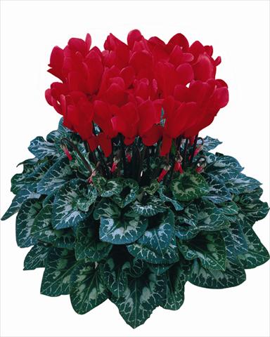 Photo de variété de fleurs à utiliser comme: Pot Cyclamen persicum Halios® Rosso scarlatto