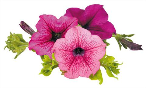 Photo de variété de fleurs à utiliser comme: Pot, Plante à massif, patio, Suspension Petunia Surfinia® Thursday