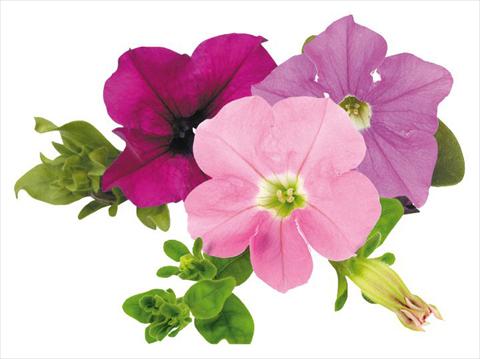 Photo de variété de fleurs à utiliser comme: Pot, Plante à massif, patio, Suspension Petunia Surfinia® Tuesday