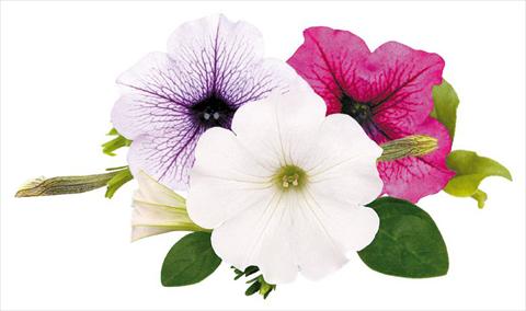 Photo de variété de fleurs à utiliser comme: Pot, Plante à massif, patio, Suspension Petunia Surfinia® Wednesday