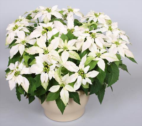 Photo de variété de fleurs à utiliser comme: Pot Poinsettia - Euphorbia pulcherrima Princettia® Maxim Pure White