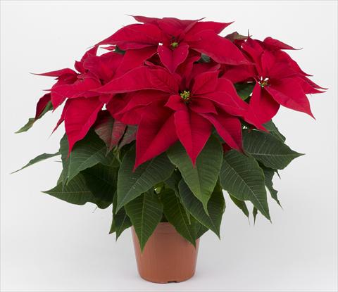 Photo de variété de fleurs à utiliser comme: Pot Poinsettia - Euphorbia pulcherrima Rubino Red