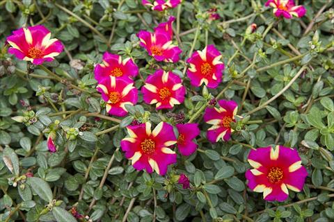 Photo de variété de fleurs à utiliser comme: Plante à massif, patio, Suspension Portulaca Duna® Purple Cross