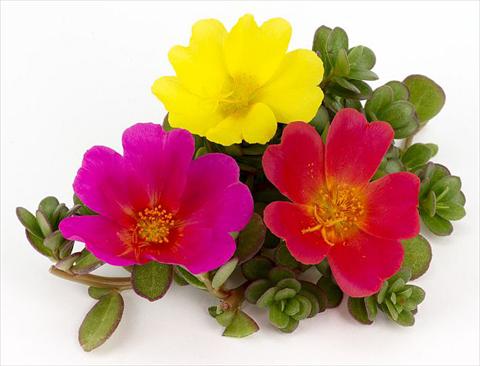 Photo de variété de fleurs à utiliser comme: Plante à massif, patio, Suspension Portulaca Duna® Rainbow