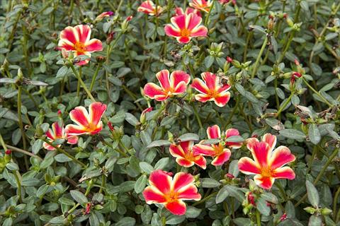 Photo de variété de fleurs à utiliser comme: Plante à massif, patio, Suspension Portulaca Duna® Red Flame