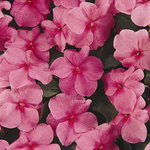 Photo de variété de fleurs à utiliser comme: Plante à massif/ plante de bordure Impatiens walleriana Expo Deep Pink