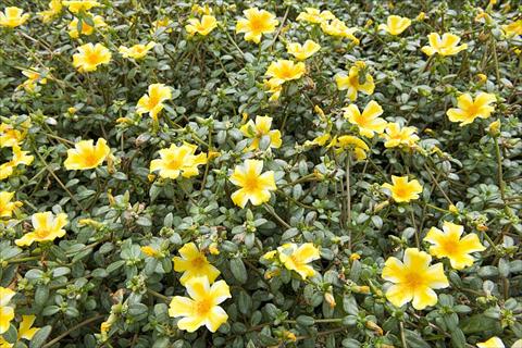 Photo de variété de fleurs à utiliser comme: Plante à massif, patio, Suspension Portulaca Duna® Yellow Star