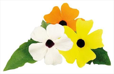 Photo de variété de fleurs à utiliser comme: Suspension / pot Thunbergia alata Picador