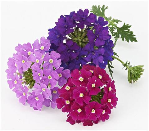Photo de variété de fleurs à utiliser comme: Pot, patio, Suspension Verbena Benissima® Midnight