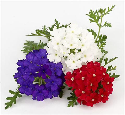 Photo de variété de fleurs à utiliser comme: Pot, patio, Suspension Verbena Benissima® Vive la France