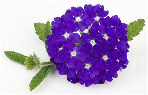 Photo de variété de fleurs à utiliser comme: Pot, patio, Suspension Verbena peruviana Primavera Blue
