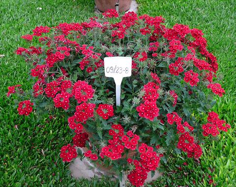 Photo de variété de fleurs à utiliser comme: Pot, patio, Suspension Verbena peruviana Primavera Dark Red