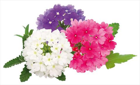 Photo de variété de fleurs à utiliser comme: Pot, patio, Suspension Verbena peruviana Primavera Disco