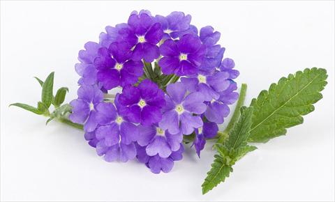 Photo de variété de fleurs à utiliser comme: Pot, patio, Suspension Verbena peruviana Primavera Lavender