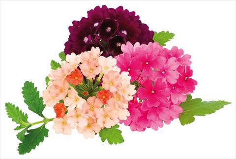 Photo de variété de fleurs à utiliser comme: Pot, patio, Suspension Verbena peruviana Primavera Pop