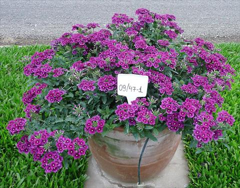 Photo de variété de fleurs à utiliser comme: Pot, patio, Suspension Verbena peruviana Primavera Purple