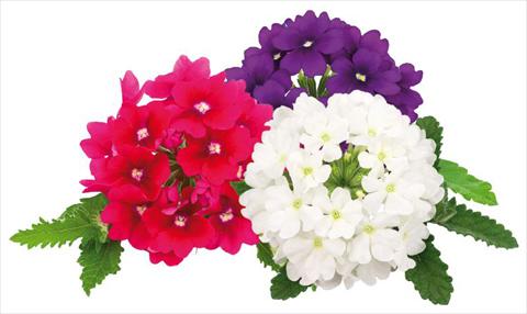 Photo de variété de fleurs à utiliser comme: Pot, patio, Suspension Verbena peruviana Primavera Rock