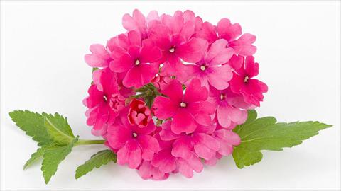 Photo de variété de fleurs à utiliser comme: Pot, patio, Suspension Verbena peruviana Primavera Rose