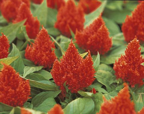 Photo de variété de fleurs à utiliser comme: Pot et Plante à massif Celosia plumosa Kimono Orange