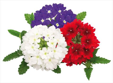 Photo de variété de fleurs à utiliser comme: Pot, patio, Suspension Verbena peruviana Primavera United